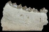 Oreodont (Merycoidodon) Jaw Section - South Dakota #136044-1